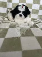 Dolly, a female Shih Tzu for sale in Fort Myers, FL – Photo 6 of 8