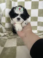 Dolly, a female Shih Tzu for sale in Fort Myers, FL – Photo 5 of 8