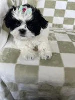 Dolly, a female Shih Tzu for sale in Fort Myers, FL – Photo 7 of 8