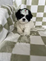 Dolly, a female Shih Tzu for sale in Fort Myers, FL – Photo 1 of 8