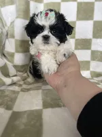 Dolly, a female Shih Tzu for sale in Fort Myers, FL – Photo 2 of 8