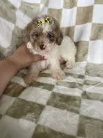 Mila, a female Poodle - Toy  for sale in Fort Myers, FL – 3 of 7