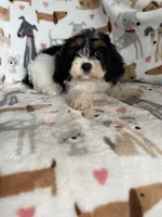 Biscuit , a male Cavapoo for sale in Fort Myers, FL – 4 of 6