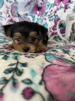Benny, a male Yorkshire Terrier for sale in Fort Myers, FL – 3 of 8