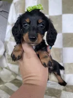 Dotty , a female Miniature Dachshund for sale in Fort Myers, FL – 7 of 7