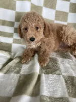 Kimchi, a female Poodle - Toy  for sale in Fort Myers, FL – 6 of 6