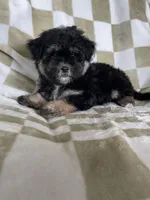 Shadow , a male Maltipoo for sale in Fort Myers, FL – 5 of 7