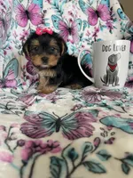 Lulu , a female Yorkshire Terrier for sale in Fort Myers, FL – 9 of 10