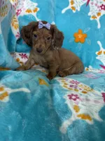 Penny, a female Miniature Dachshund for sale in Fort Myers, FL – 4 of 6