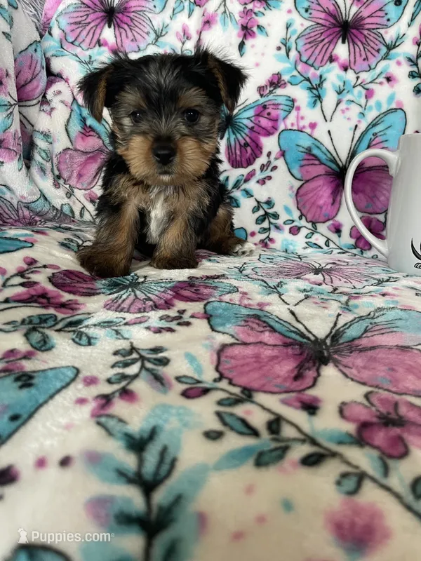 Archie  – Yorkshire Terrier puppy for sale in Fort Myers, FL