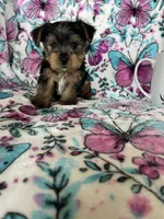 Archie , a male Yorkshire Terrier for sale in Fort Myers, FL – 1 of 8