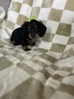 Dotty , a female Miniature Dachshund for sale in Fort Myers, FL – 4 of 7