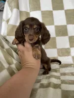 Rollo, a male Miniature Dachshund for sale in Fort Myers, FL – 3 of 6