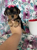 Lulu , a female Yorkshire Terrier for sale in Fort Myers, FL – 8 of 10