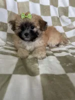 Daisy , a female Maltipoo for sale in Fort Myers, FL – 6 of 6