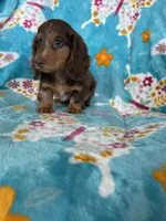 Fudge, a male Miniature Dachshund for sale in Fort Myers, FL – 4 of 6