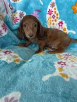 Toffee, a male Miniature Dachshund for sale in Fort Myers, FL – 5 of 7