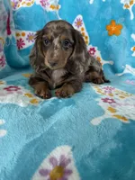 Muffin, a male Miniature Dachshund for sale in Fort Myers, FL – 5 of 9
