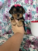 Lulu , a female Yorkshire Terrier for sale in Fort Myers, FL – 7 of 10