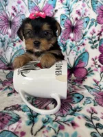 Lulu , a female Yorkshire Terrier for sale in Fort Myers, FL – 4 of 10