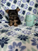 Teacup Peanut , a male Yorkshire Terrier for sale in Fort Myers, FL – 8 of 8