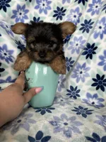 Teacup Peanut , a male Yorkshire Terrier for sale in Fort Myers, FL – 5 of 8
