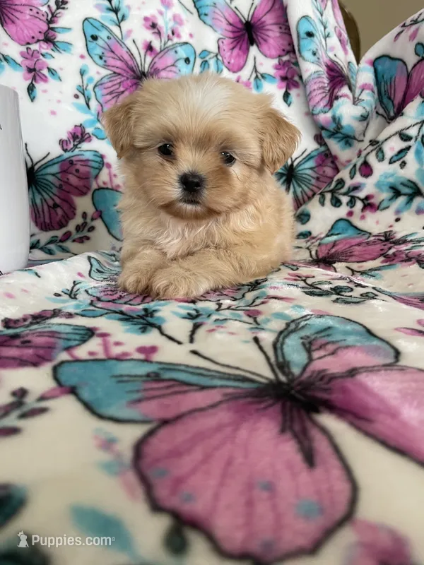 Louie  – Shih Tzu puppy for sale in Fort Myers, FL