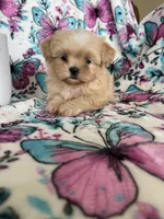Louie , a male Shih Tzu for sale in Fort Myers, FL – 1 of 7