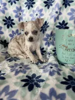 Luna , a female Chihuahua for sale in Fort Myers, FL – Photo 4 of 7