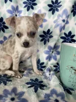 Luna , a female Chihuahua for sale in Fort Myers, FL – Photo 2 of 7