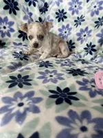 Luna , a female Chihuahua for sale in Fort Myers, FL – Photo 7 of 7