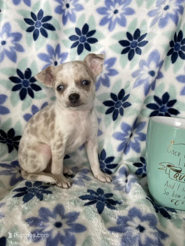 Luna  – Chihuahua puppy for sale in Fort Myers, FL