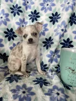 Luna , a female Chihuahua for sale in Fort Myers, FL – Photo 1 of 7