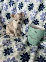 Luna , a female Chihuahua for sale in Fort Myers, FL – Photo 6 of 7