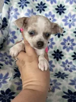 Luna , a female Chihuahua for sale in Fort Myers, FL – Photo 5 of 7