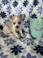 Luna , a female Chihuahua for sale in Fort Myers, FL – Photo 3 of 7
