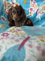 Maple, a female Miniature Dachshund for sale in Fort Myers, FL – 4 of 6