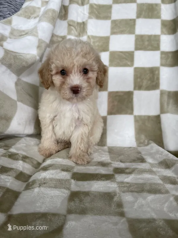 Enzo – Poodle - Toy  puppy for sale in Fort Myers, FL