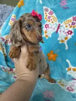 Cookie, a female Miniature Dachshund for sale in Fort Myers, FL – 3 of 9