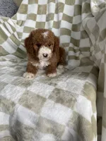 Blaze, a male Poodle - Toy  for sale in Fort Myers, FL – 6 of 6