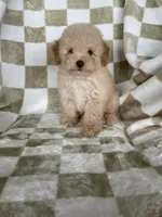Toby, a male Poodle - Toy  for sale in Fort Myers, FL – 7 of 7