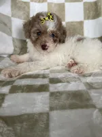 Mila, a female Poodle - Toy  for sale in Fort Myers, FL – 2 of 7