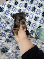 Bean , a male Yorkshire Terrier for sale in Fort Myers, FL – 4 of 6