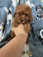 Chili, a male Cavapoo for sale in Fort Myers, FL – 5 of 8