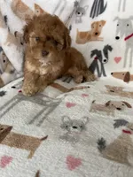 Leo, a male Cavapoo for sale in Fort Myers, FL – 5 of 6