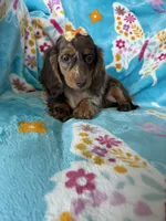 Maple, a female Miniature Dachshund for sale in Fort Myers, FL – 3 of 6