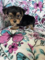 Benny, a male Yorkshire Terrier for sale in Fort Myers, FL – 6 of 8