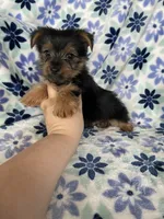 Louie , a male Yorkshire Terrier for sale in Fort Myers, FL – 4 of 6