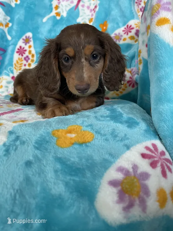 Fudge – Miniature Dachshund puppy for sale in Fort Myers, FL