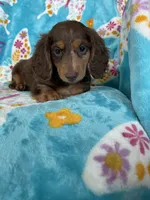 Fudge, a male Miniature Dachshund for sale in Fort Myers, FL – 1 of 6
